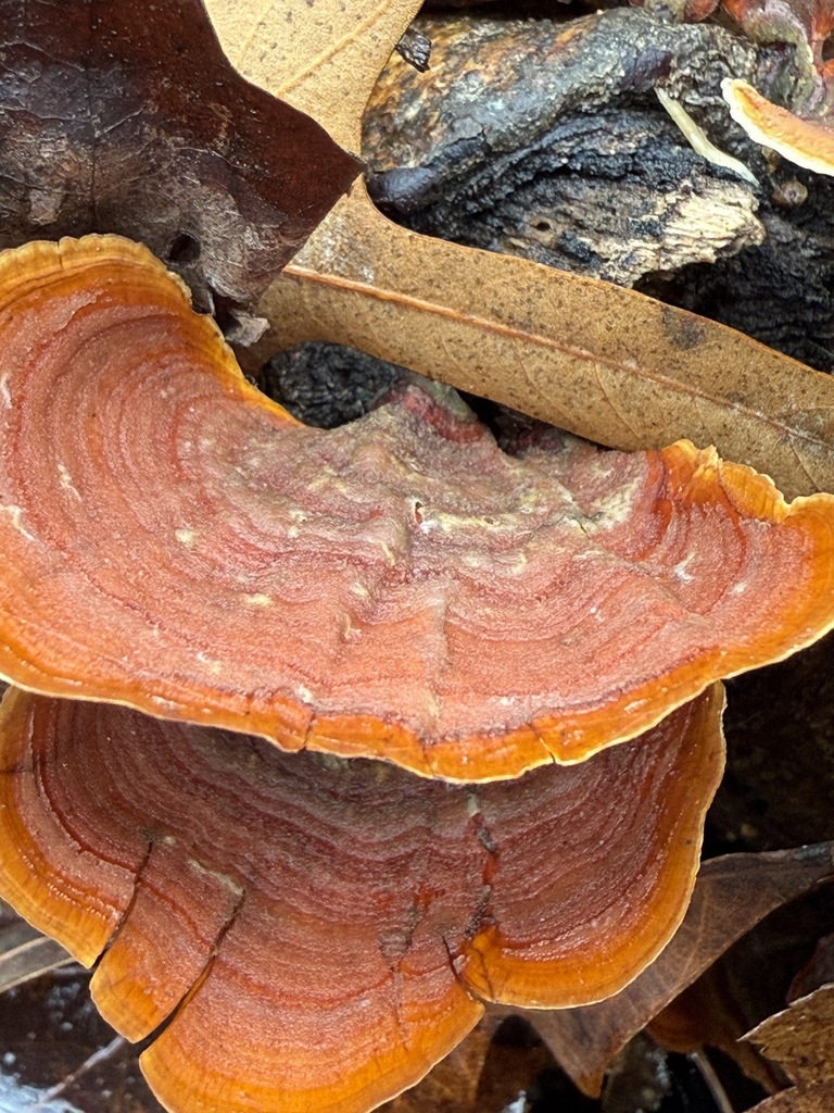 Stereum lobatum · December 2025 · photo: © aviatrix-79 (iNaturalist, cc-by-sa)