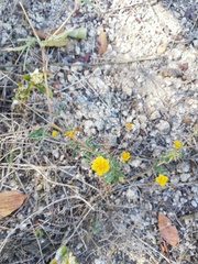 Melampodium linearilobum