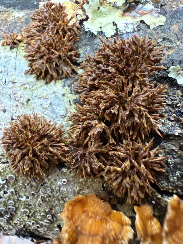 Hydnoporia olivacea · December 2025 · photo: © aviatrix-79 (iNaturalist, cc-by-sa)