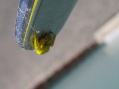 Misumenoides formosipes