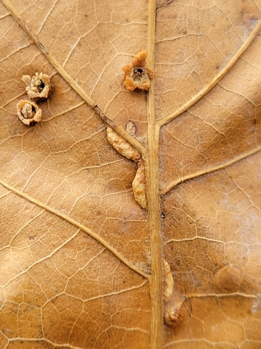 Unknown species found near Ijamsville, MD 21754, USA
