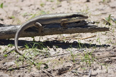 Trachylepis binotata