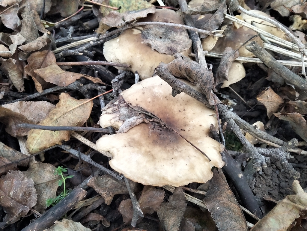 Clitocybe nebularis · December 2025 · photo: © maximco (iNaturalist, cc-by)
