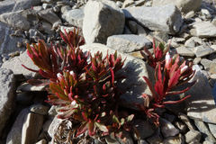 Epilobium pycnostachyum