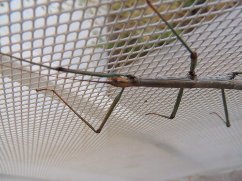 Creosote Bush Walkingstick