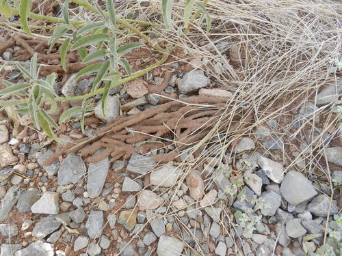 Long-jawed Desert Termites