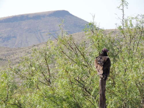 Turkey Vulture