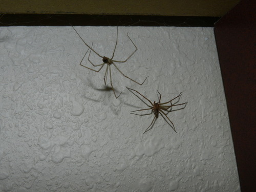 Big Bend Recluse