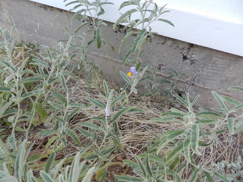 silverleaf nightshade