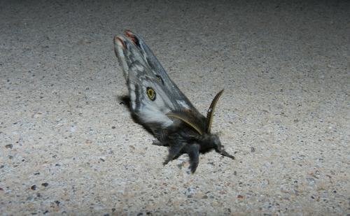 Chihuahuan Agapema
