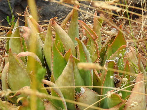 Aloe × schimperi, photograph 2
