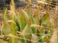 Aloe × schimperi