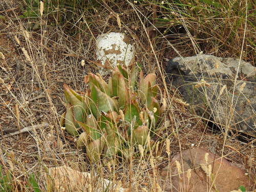 Aloe × schimperi, photograph 3
