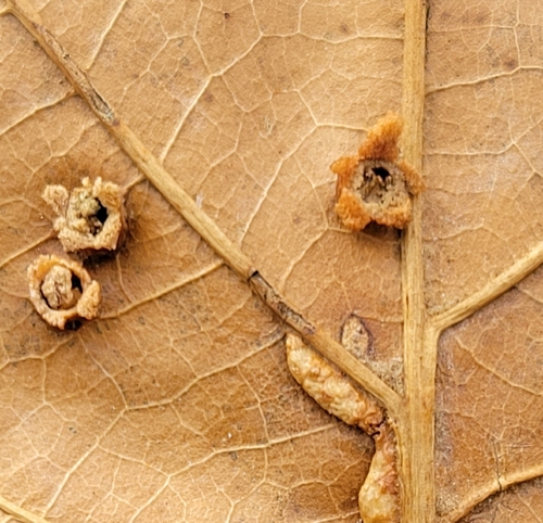 Unknown species found near Ijamsville, MD 21754, USA