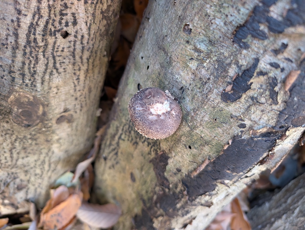 Lentinula edodes · December 2025 · photo: © atsushi_nakajima_cirque (iNaturalist, cc-by)