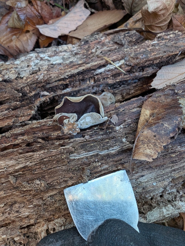 Auricularia polytricha · December 2025 · photo: © atsushi_nakajima_cirque (iNaturalist, cc-by)