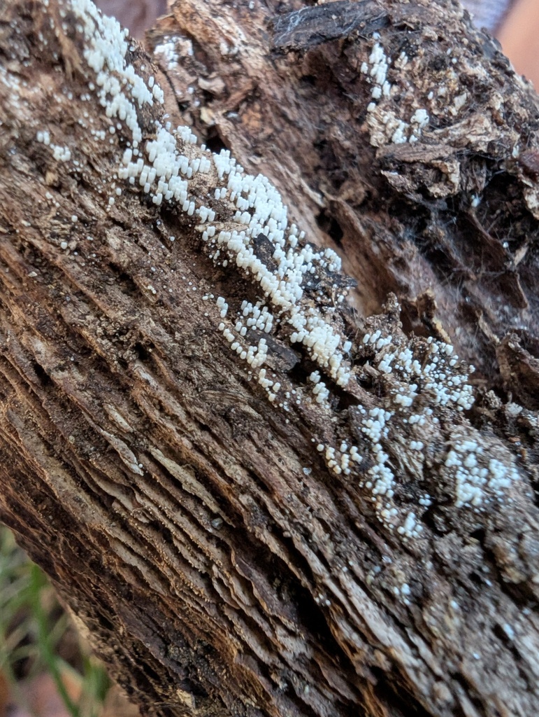Henningsomyces candidus · December 2025 · photo: © atsushi_nakajima_cirque (iNaturalist, cc-by)