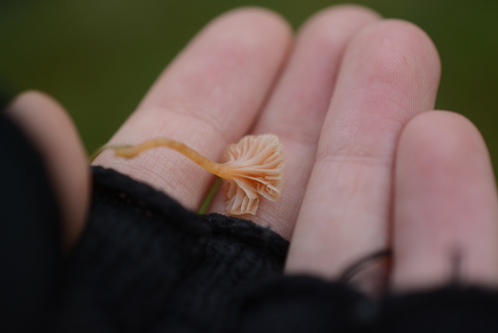 Rickenella fibula · November 2025 · photo: © cryptomarasmius (iNaturalist, cc-by)