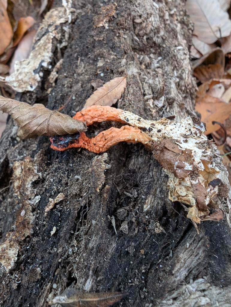 Clathrus bicolumnatus · December 2025 · photo: © atsushi_nakajima_cirque (iNaturalist, cc-by)