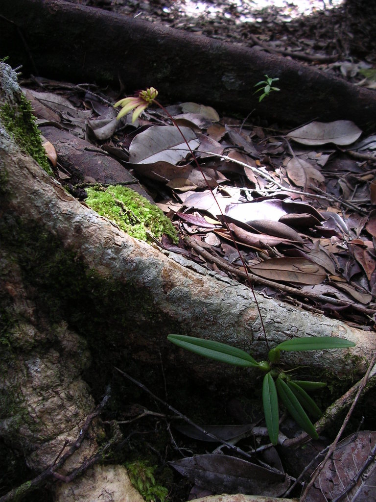 Bulbophyllum acuminatum