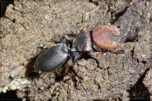 Cephalotes jheringi photo 3