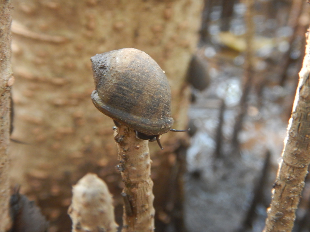 Pythiinae