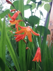 Crocosmia × crocosmiiflora