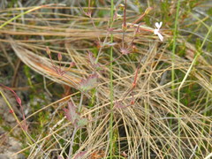 Pelargonium patulum patulum