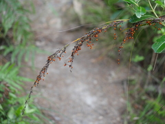 Gahnia pauciflora