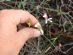 Pelargonium patulum patulum