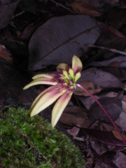 Bulbophyllum acuminatum