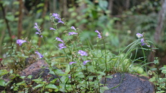 Scutellaria barbata