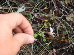 Pelargonium patulum patulum