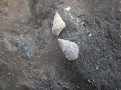 Echinolittorina