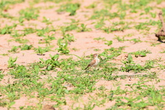 Calandrella cinerea spleniata