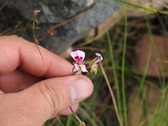 Pelargonium patulum patulum