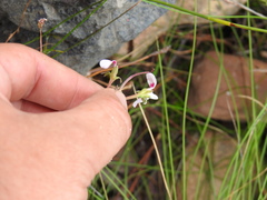Pelargonium patulum patulum