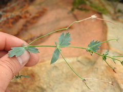 Pelargonium patulum patulum