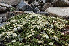 Kelleria croizatii