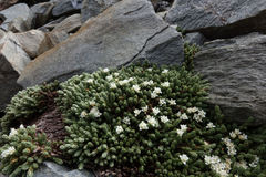 Kelleria villosa villosa