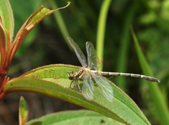 Euthygomphus yunnanensis