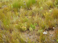 Nanobubon strictum