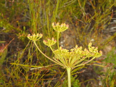 Nanobubon strictum