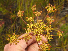 Nanobubon strictum
