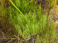 Nanobubon strictum