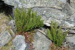 Polystichum cystostegium