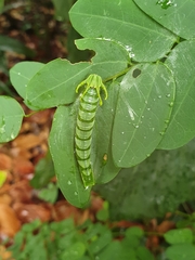 Polyura hebe