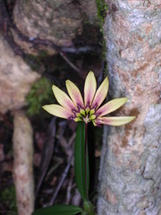 Bulbophyllum acuminatum