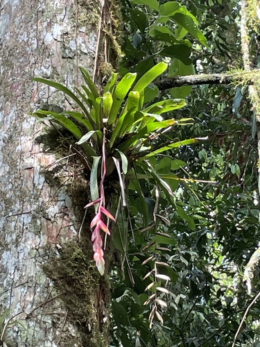 Vriesea agostiniana