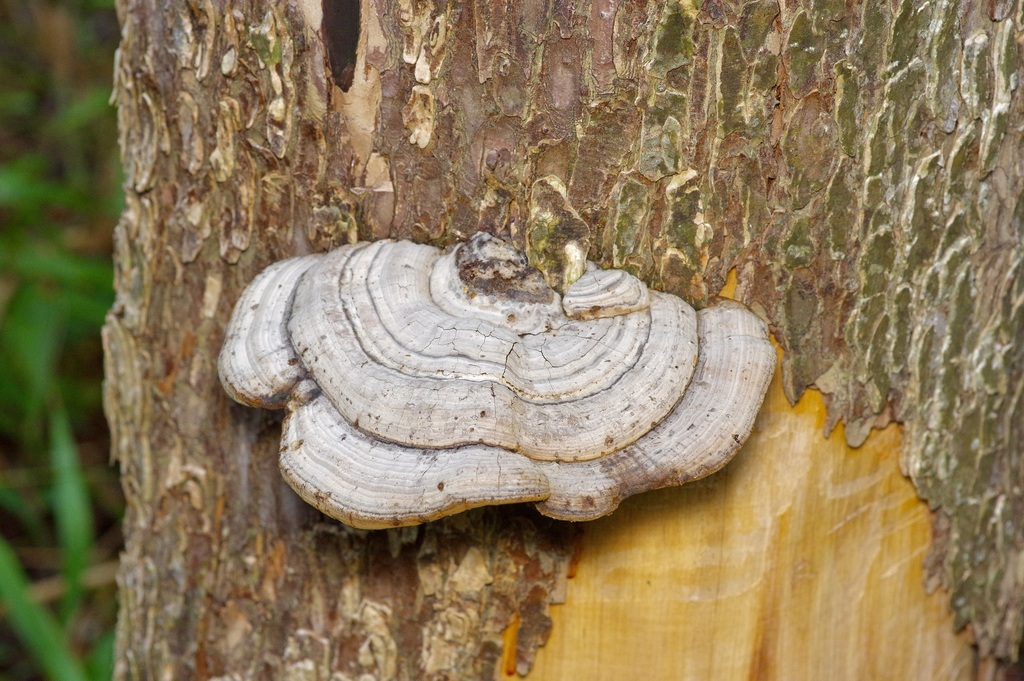 Fomes fasciatus · December 2025 · photo: © pufferchung (iNaturalist, cc-by)